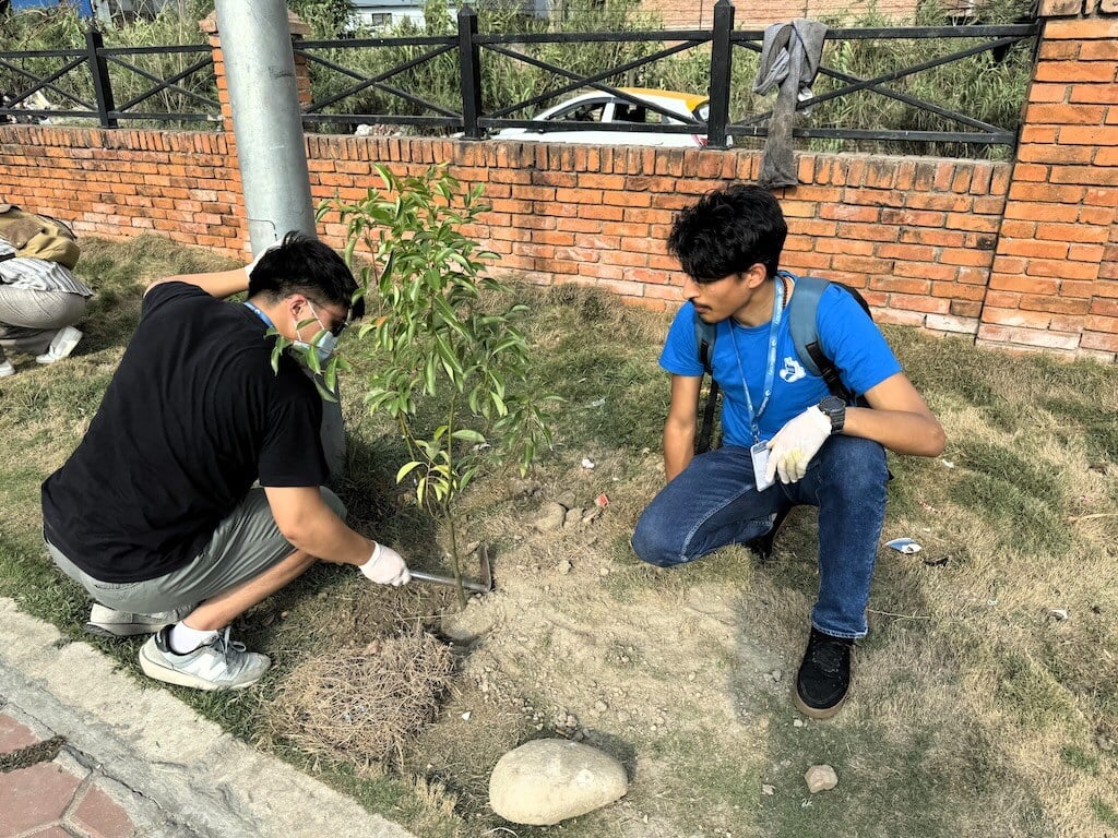 tree-plantation